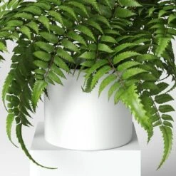 Boston Fern - Threshold™ -Threshold Home Decoration GUEST 3cbf8c34 f3f7 4bfa a5a1 7c1c2936c266