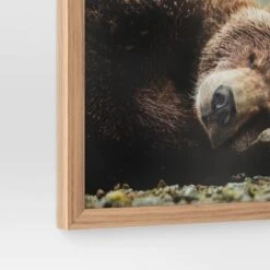 20" X 16" Bear Photography Framed Art Brown - Threshold™ -Threshold Home Decoration GUEST 8d29808a 8d0a 4121 a8c8 64d15cc45658