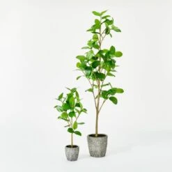 Banyan Leaf Potted Tree - Threshold™ Designed With Studio McGee -Threshold Home Decoration GUEST e0836b00 df5f 43ba bf4c e16aa35005ea